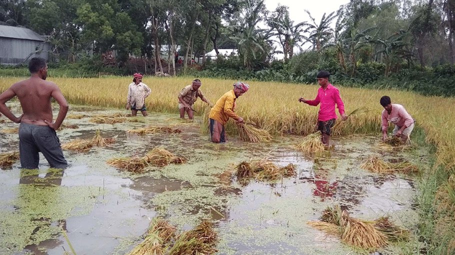 Flash floods, heavy rain cause huge damage to crops