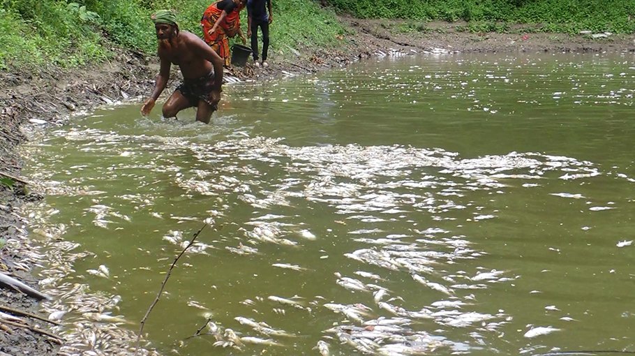 Miscreants poison fish worth Tk 2 lakh