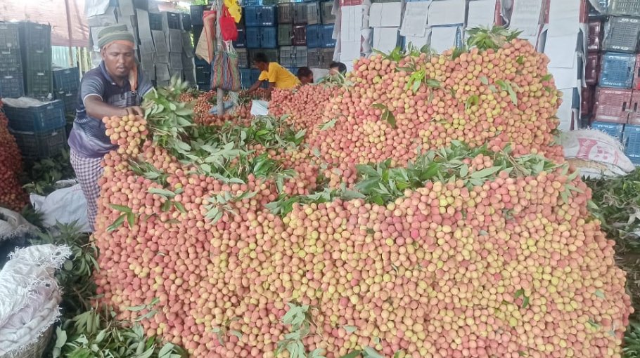 Bumper litchi production in Gurudaspur, farmers expect fair price
