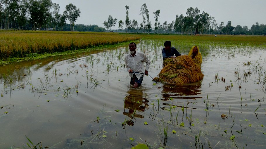 Submerged Boro paddy rotting, farmers in despair