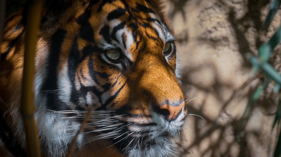 Tigers finish strong on Day 3