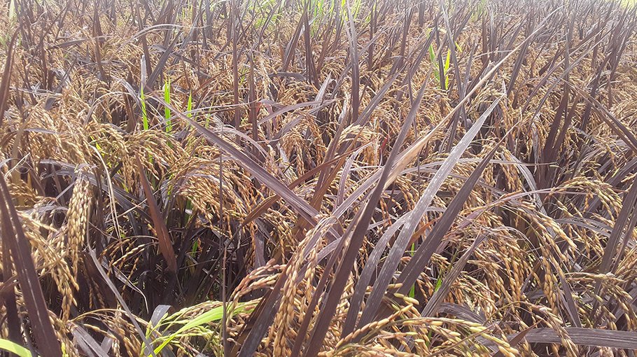 Black Rice cultivated for first time in Tentulia