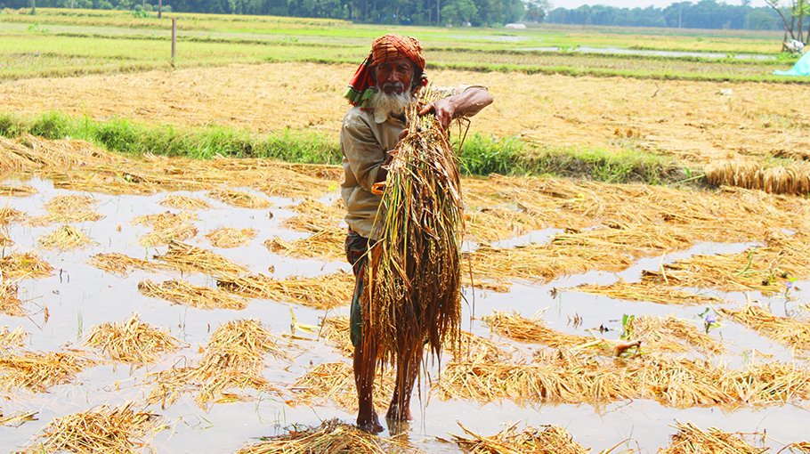 Paddy plants rotting under water in Chuadanga