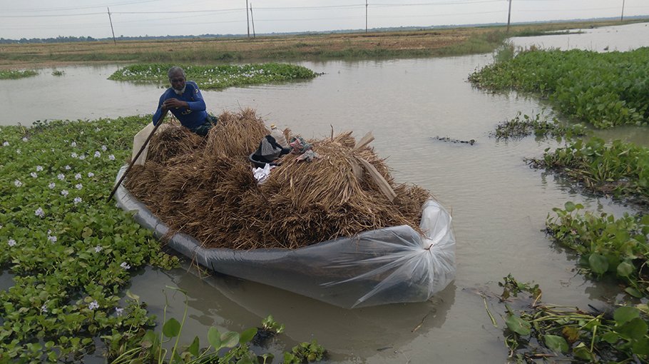 Bumper yield of Boro paddy  despite flood in Pabna