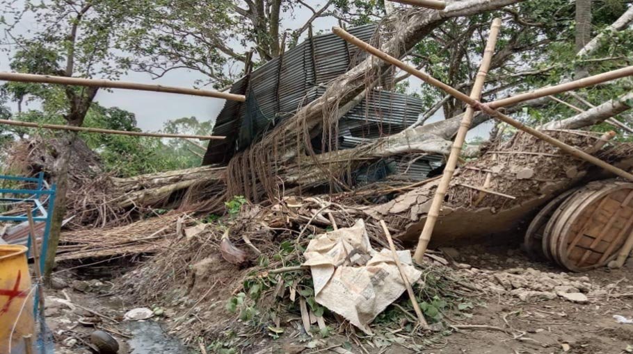 Nor’wester damages crops, trees in Bogura