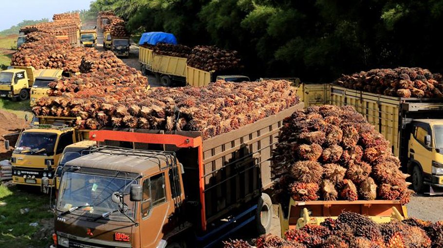 Recriminations fly as Indonesia resumes palm oil exports