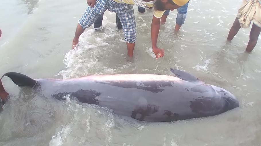 Pregnant dolphin dies, floats in Kuakata