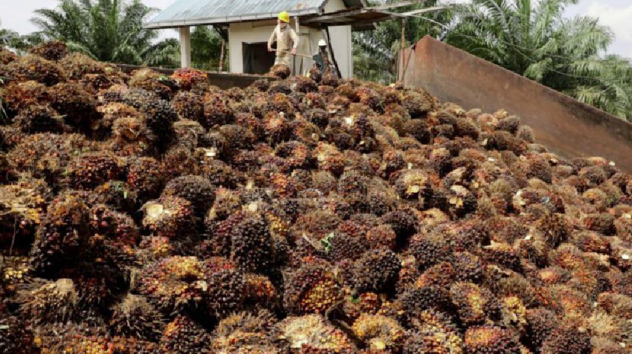 Malaysia sees sustained competitiveness though Indonesia resumes palm oil export