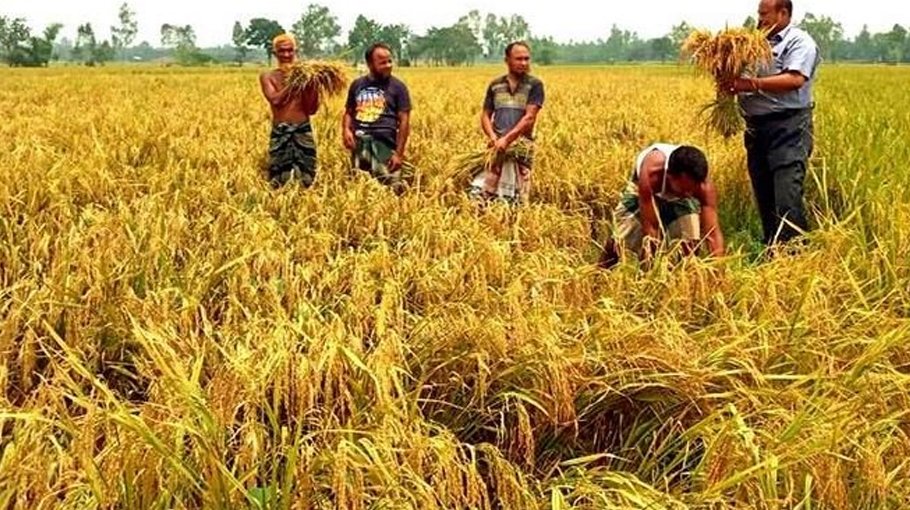 Farmers happy with high yield of Bangabandhu Dhan100