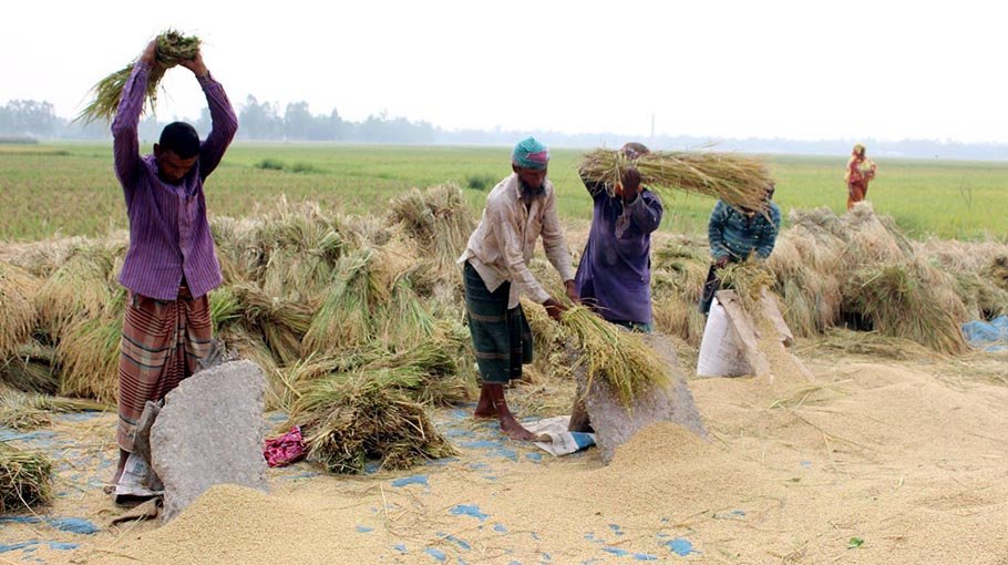 Paddy yield surplus in N-region: Farmers deprived of fair price