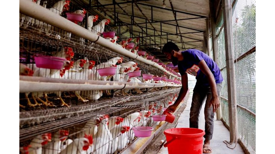 Now even chicken is getting expensive?