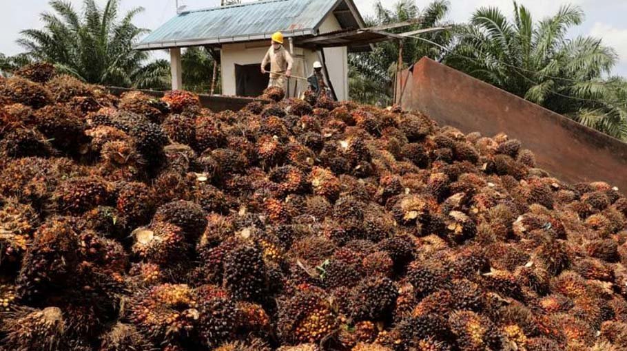 Malaysia palm oil assoc expects arrival of 52,000 migrant workers by yr-end