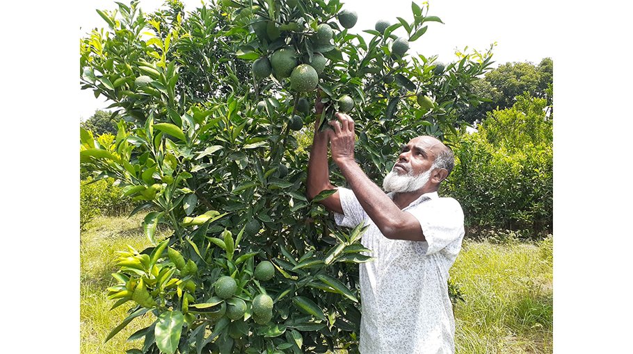 Malta farming gets popular among Chuadanga growers