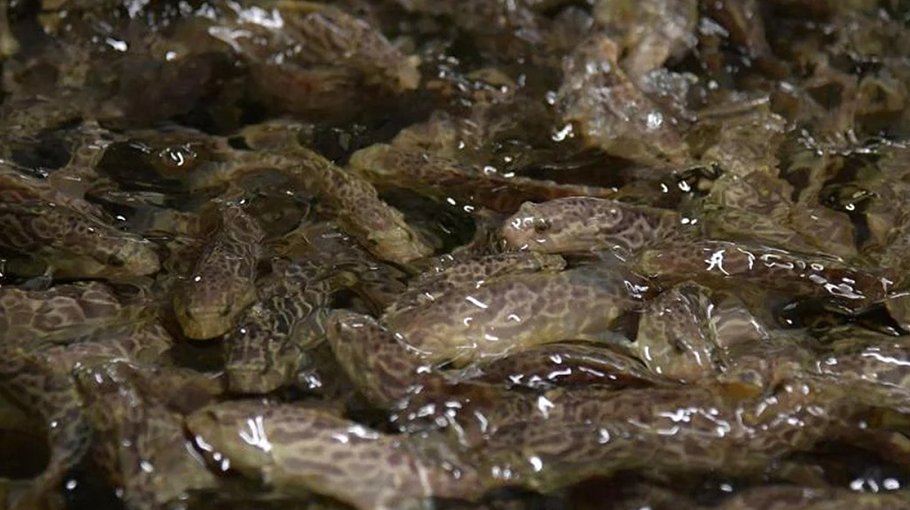 Taiwan threatens WTO action after China stops grouper fish imports