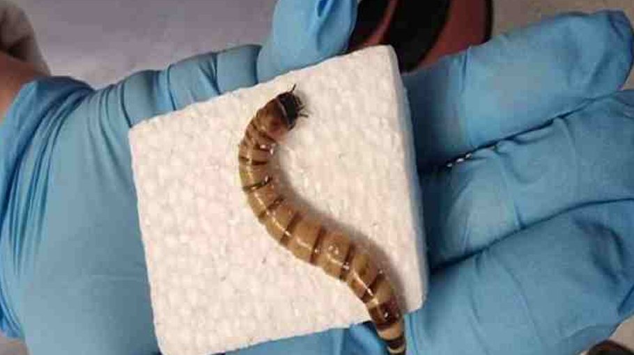 Superworms could become mini plastic recycling plants: Aussie researchers