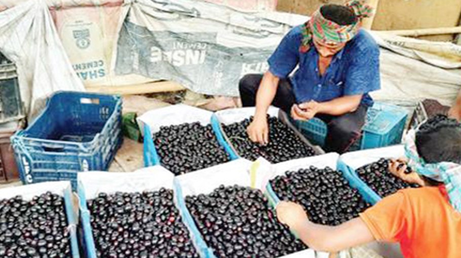 Java plum sells in large quantity every day in Ishwardi
