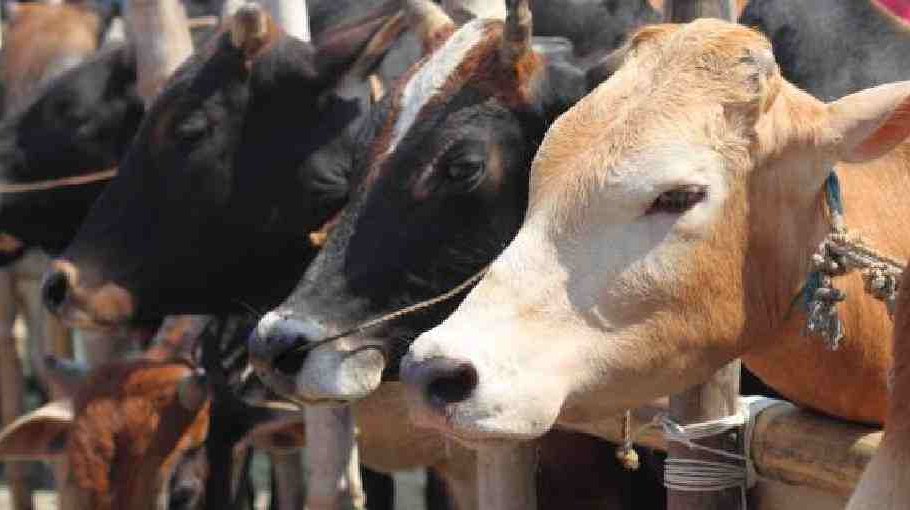 Shortage and price of sacrificial animals likely to increase in Ctg