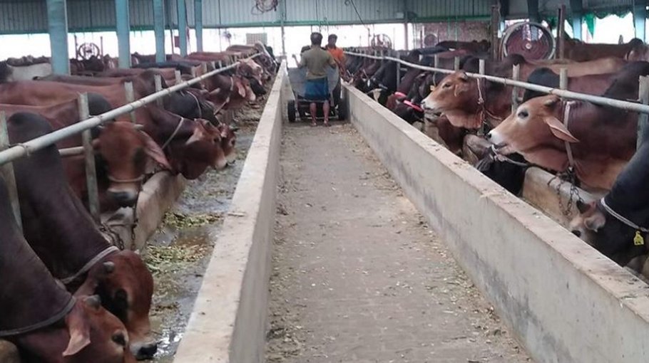 No dearth of locally-bred sacrificial  animals in Rajshahi this year