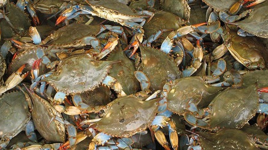  High commercial potential of crabs in Bangladesh