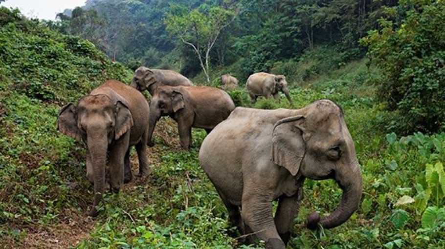 Elephant conservation project in the offing
