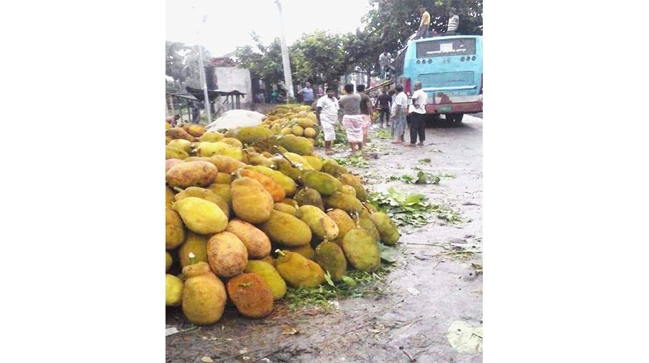 Bumper yield of jackfruit in Ishwardi, farmers getting fair price