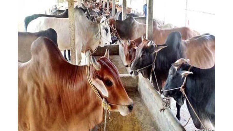 Cattle farmers busy tending cows in Pabna ahead of Eid-ul-Azha