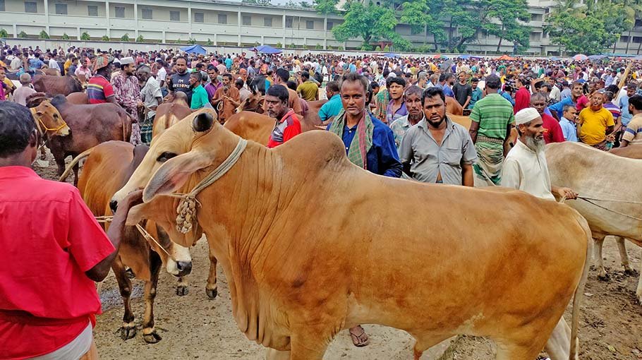 High cattle price upsets buyers in Bogura