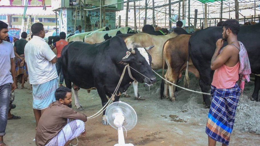 Sacrificial cattle surplus in Cox’s Bazar, haats gain momentum