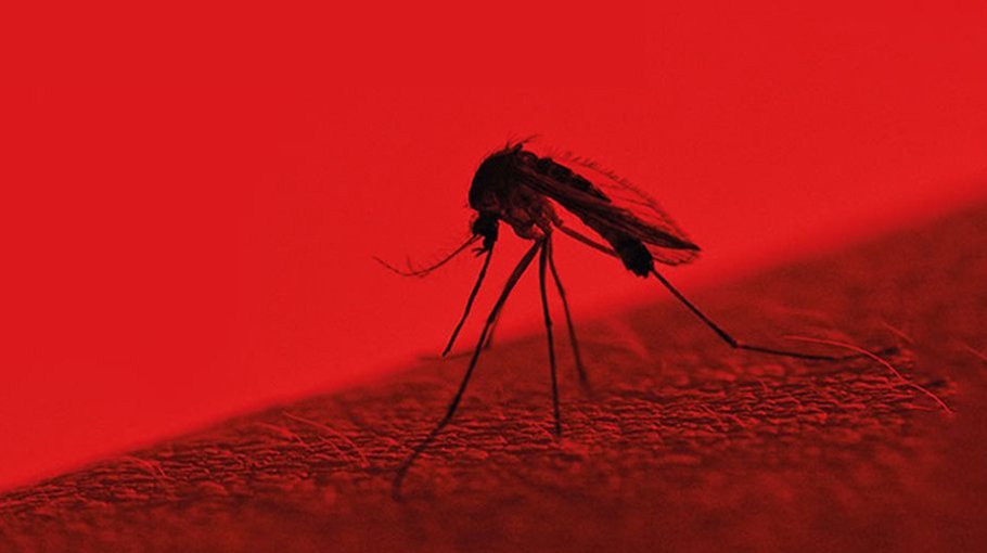 How to prevent dengue fever (part 4)