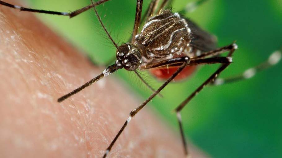 How to diagnose dengue fever (part 5)