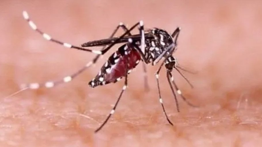 Dengue outbreaks in  Rohingya camps