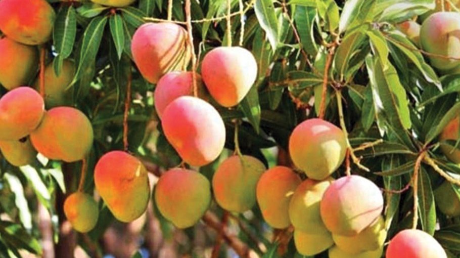 Bangladesh capable of exporting mangoes worldwide: Razzaque