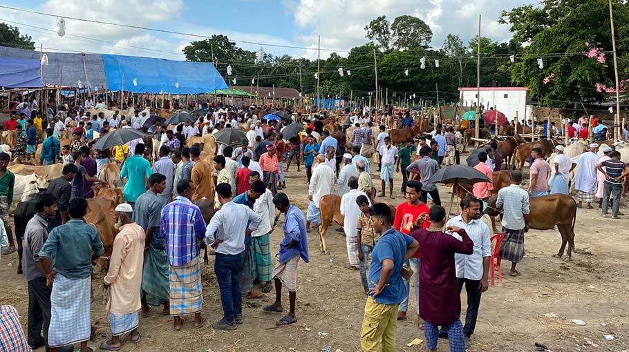 Sales low in Mirsarai  cattle market