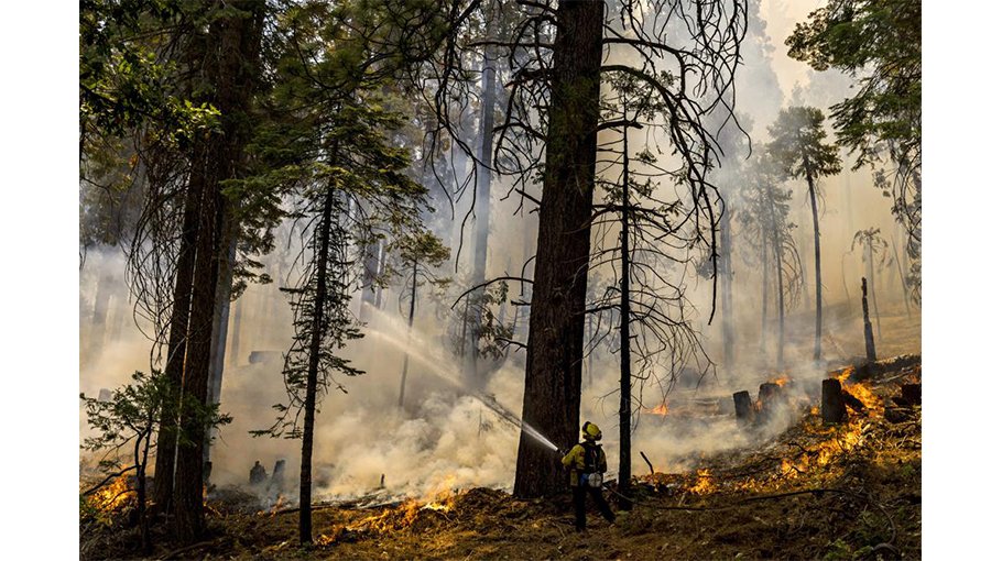 Preventative fires credited with saving Yosemite sequoias