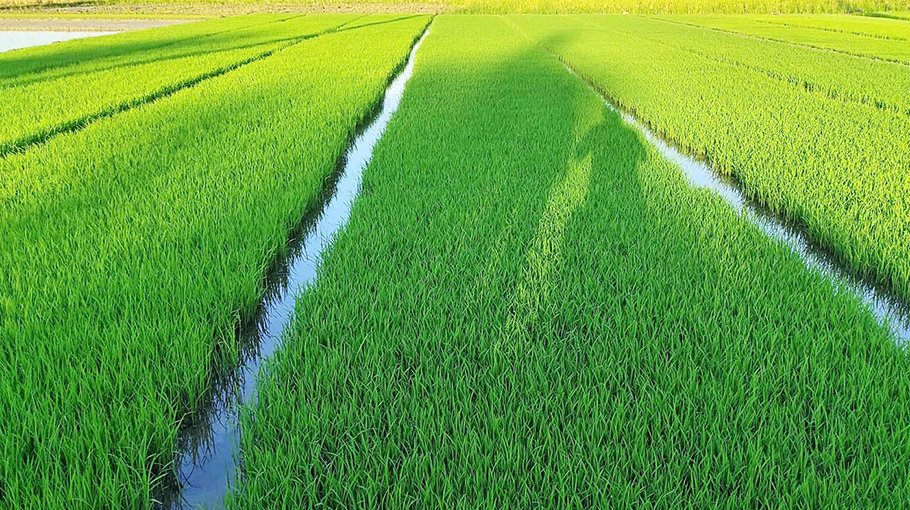 Farmers of Ishwardi  await monsoon rain