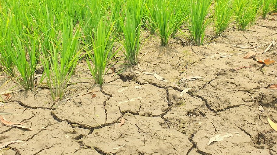 Aman saplings drying up due to lack of rain in Rajshahi