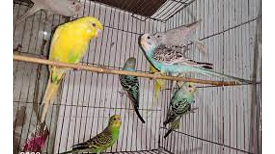 14 birds recovered during sale in Noakhali