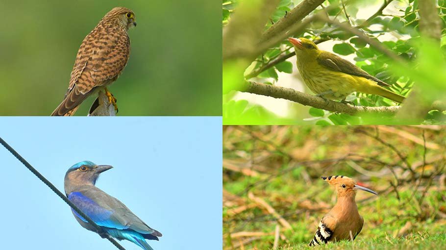 Rare species of seasonal birds returning to Chatmohor