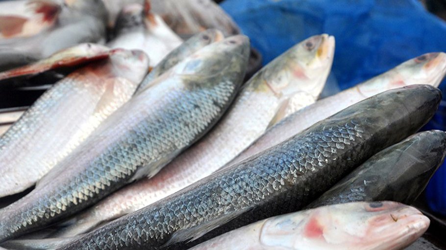 Hilsa production increases in Chattogram
