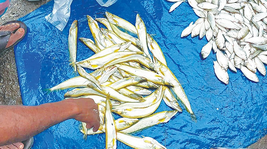 Mother fishes selling openly in Chalan Beel areas