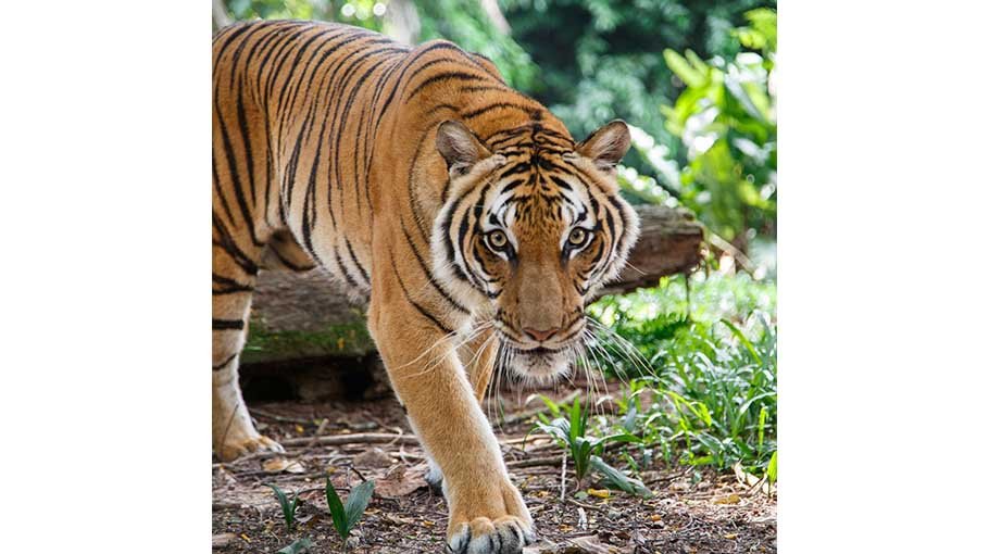 Tigers in Sundarbans in jeopardy