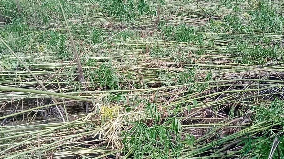 Flood water destroys jute in Kishoreganj