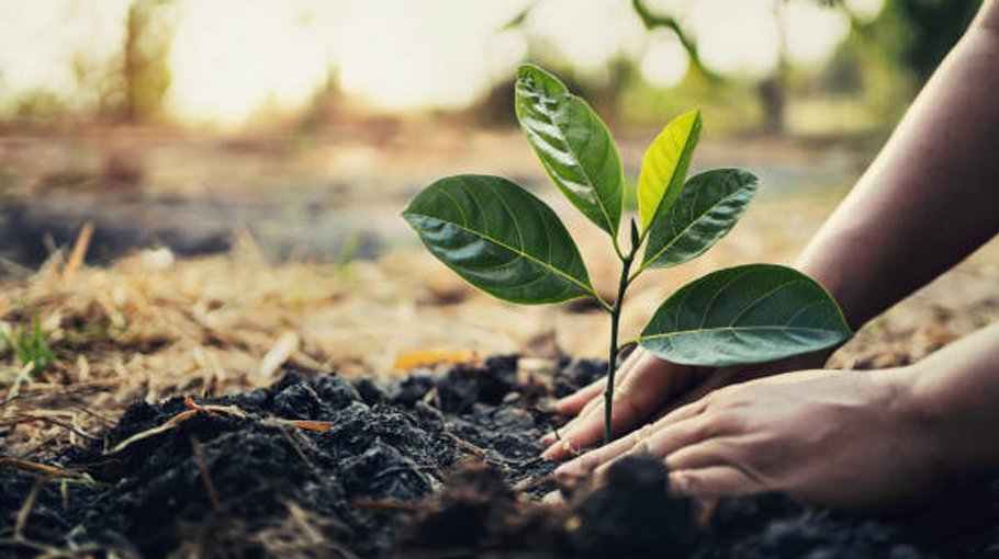 4-year tree plantation initiative undertaken 