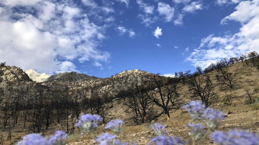 Life gradually returns to normal a year after fire chars Sierra Nevada