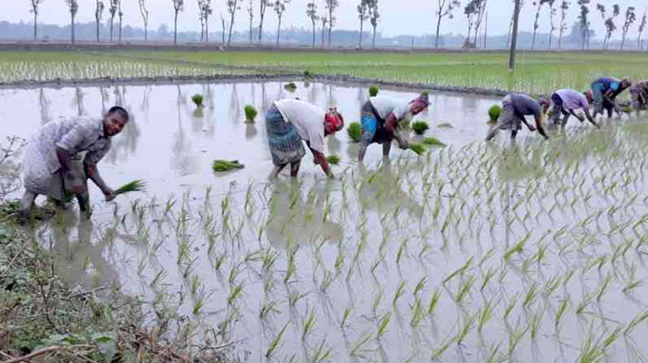 Price hike in agriculture inputs  makes Aman production difficult