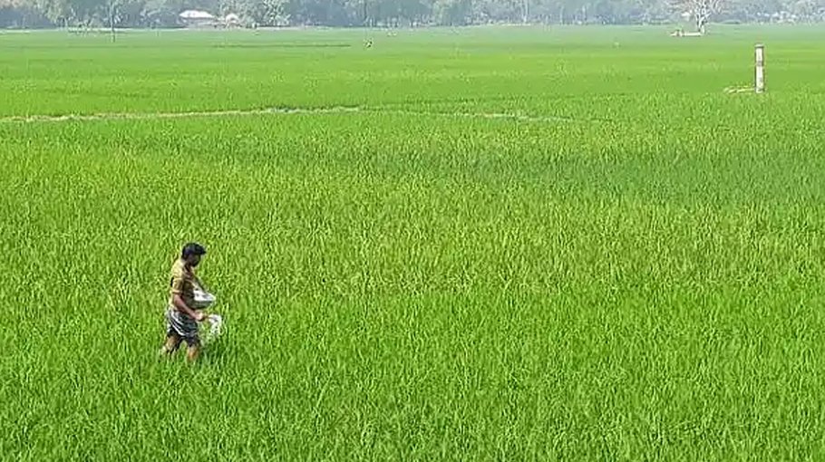 Fertiliser price hike may hamper Aman production in Rajshahi
