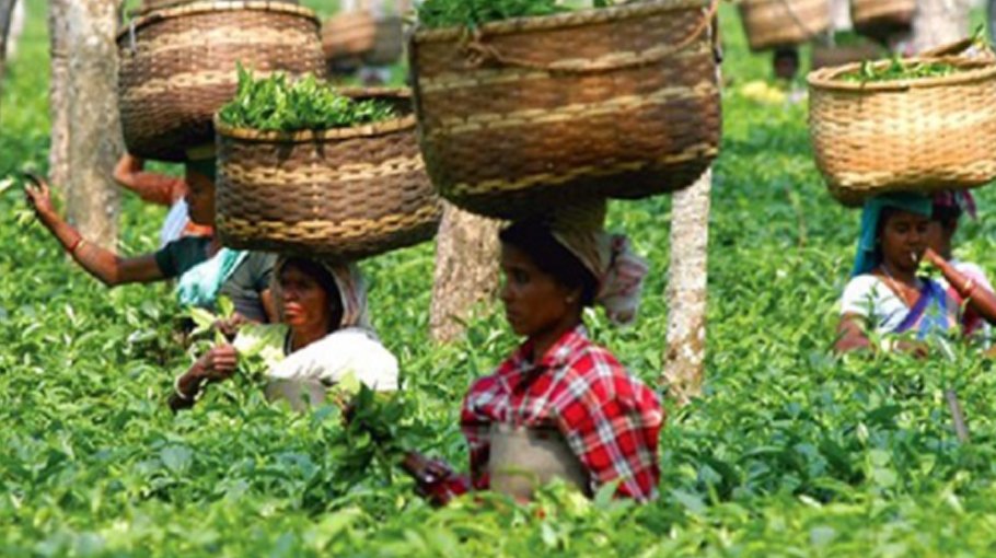 Local tea industry growth at risk