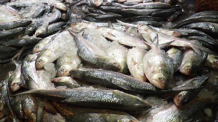 Hilsa market feels the heat of increased oil prices
