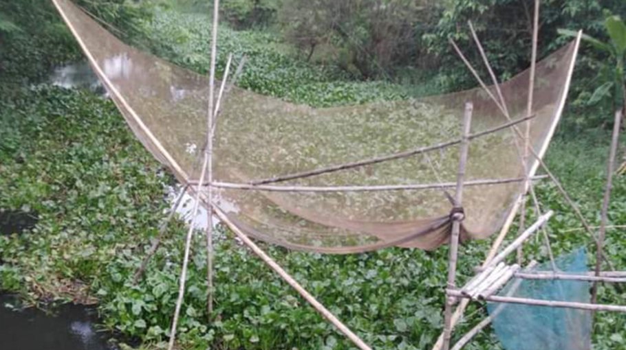 Fishing increases in waterbodies of Brahmanbaria