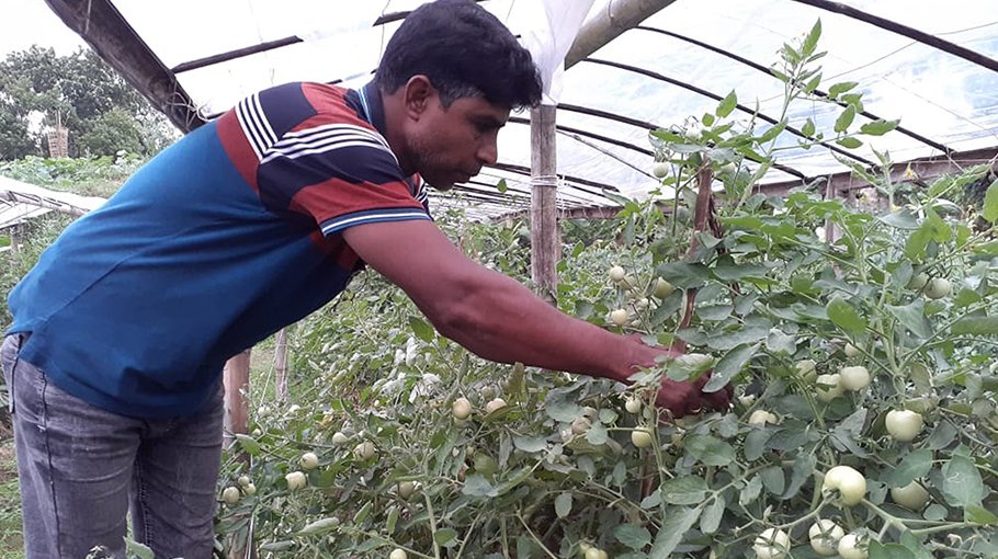 Summer tomato farming gains momentun in Chuadanga